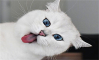 猫咪腹水会影响排尿吗吃什么药