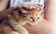 母猫有没有生理期啊