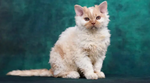 塞尔凯克猫的饲养注意事项