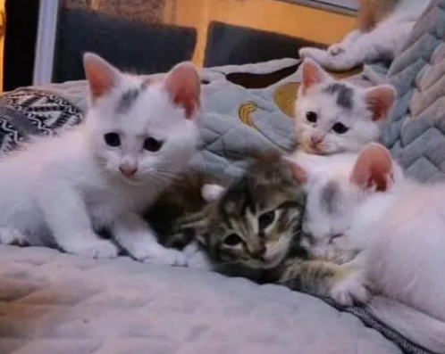 拖枪猫分几种拖枪猫猫