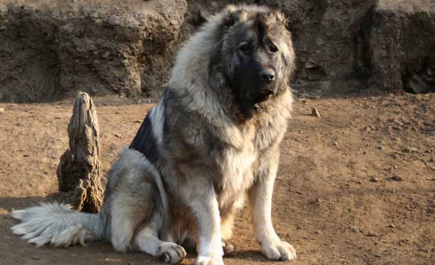 十个不养高加索犬的理由有哪些呢 十个不养高加索犬的理由有哪些呢
