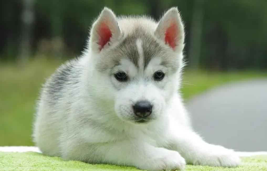 哈士奇幼犬吃什么东西最合适呢 哈士奇幼犬吃什么东西最合适呢