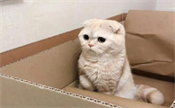 猫咪有什么疾病是可以传染给人的呢