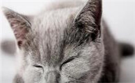 猫驱虫后多久会拉稀便
