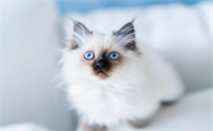 猫咪天天嫌弃我怎么办