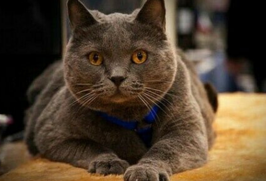 训练一只沙特尔猫需要多长时间? 训练一只沙特尔猫需要多长时间?