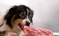 为什么狗狗喜欢肉食