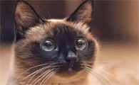 麝香猫是几级保护动物