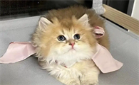 猫咪磨牙是什么原因引起的