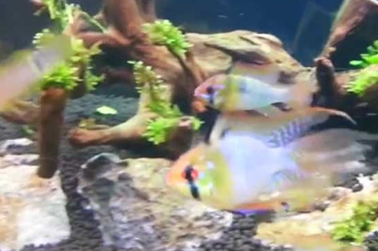 七彩凤凰是什么鱼？不妨来看看吧