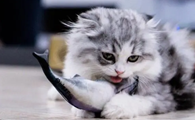 猫咪为什么要吃鱼刺
