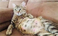 怀孕的猫咪可以托运吗有影响吗