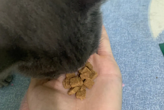 壹萌猫粮质量好不好? 壹萌猫粮质量好不好?