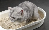 猫咪扒拉猫砂盆为什么呢