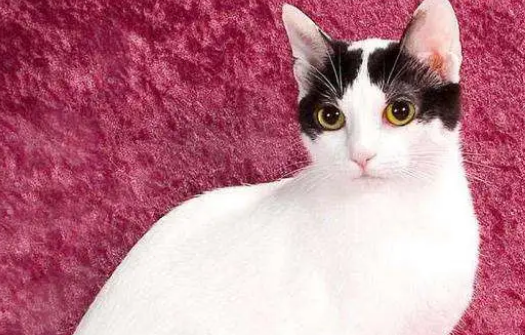 招财猫怎么养？你了解吗？