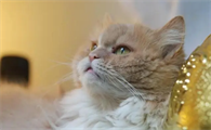 猫咪为什么会闻烟味