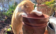 猫咪为什么舔花盆底部啊
