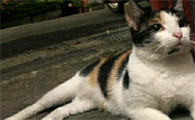 为什么猫猫咪会不会咬人啊