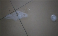 猫咪为什么吐沫子没精神怎么回事