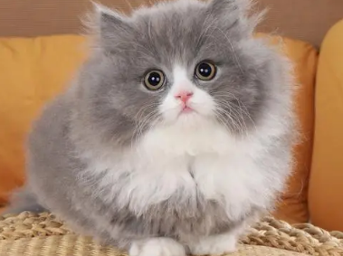 蓝白拿破仑矮脚猫好养吗