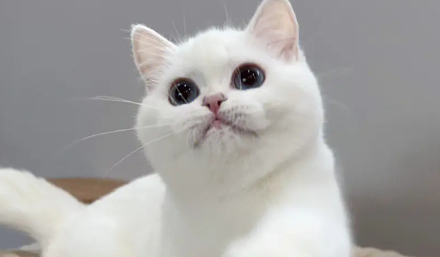 银点猫多少钱一只