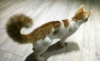 猫咪为什么会用尾巴对着我