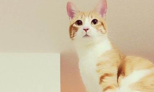 招财猫放家里哪个位置最好