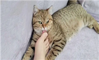 猫咪为什么抠主人的脚呢