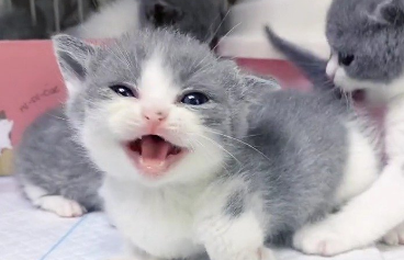小奶猫一直声嘶力竭的叫 小奶猫一直声嘶力竭的叫