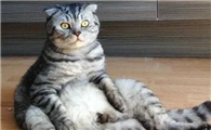 猫咪为什么坐得离我呢