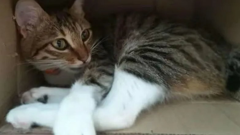 狸花四蹄踏雪猫有什么寓意 狸花四蹄踏雪猫有什么寓意