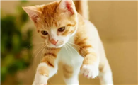 猫咪特别爱乱窜是为什么呢