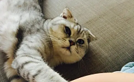 猫咪为什么总是粘着我
