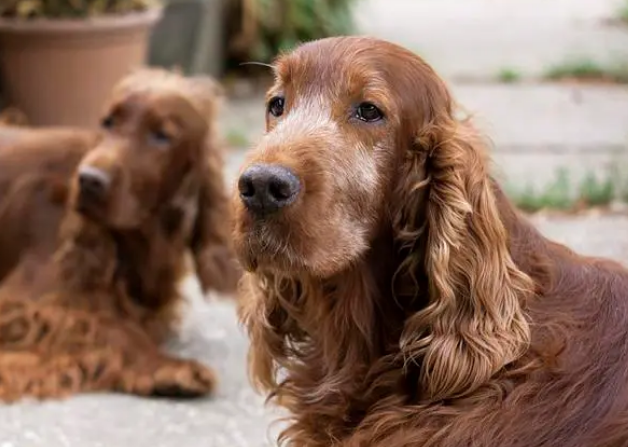 爱尔兰塞特犬多少钱一只呢？来了解下吧