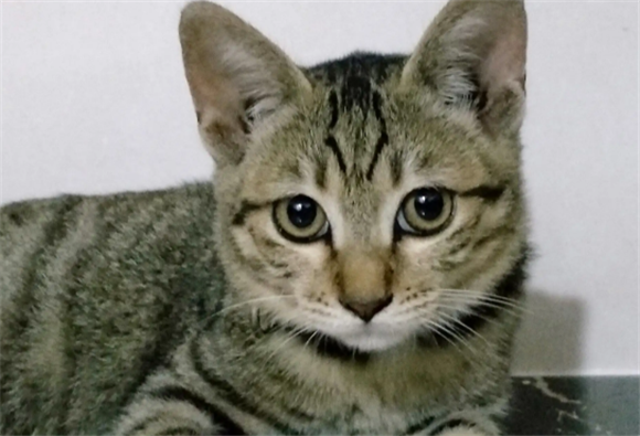 狸花猫可以和什么品种猫进行繁殖 狸花猫可以和什么品种猫进行繁殖