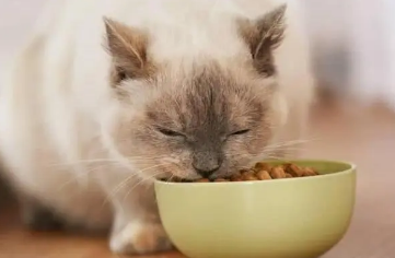 艾诺琪猫粮怎么样