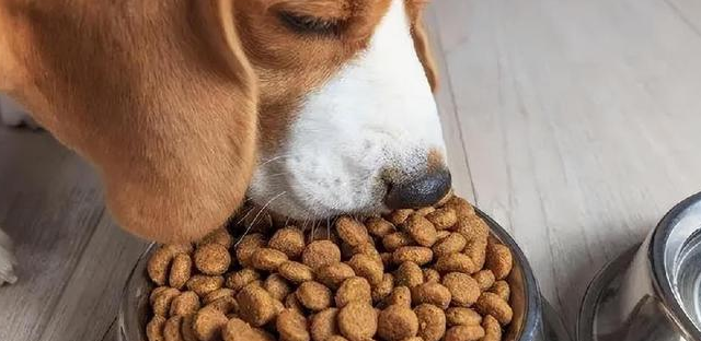 如何分辨真假野犬狗粮呢