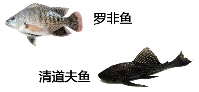 深圳暴雨过后,街头满是各种鱼,市民捕捞为何专家却劝告不能吃? 深圳暴雨过后,街头满是各种鱼,市民捕捞为何专家却劝告不能吃?