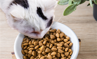 猫咪为什么扒拉脚丫