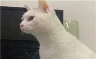 猫咪自动伸脖子是为什么呢