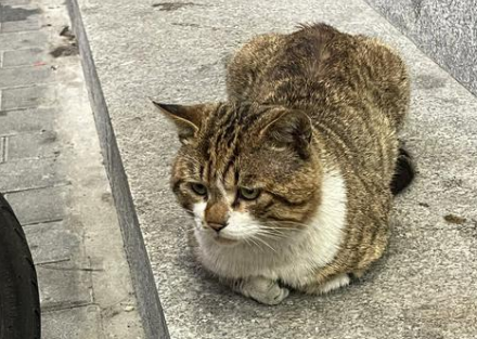 流浪猫喂了几次就赖上我了 流浪猫喂了几次就赖上我了
