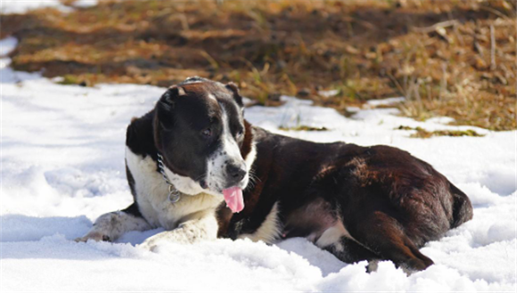 阿拉拜犬和中亚牧羊犬