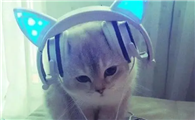 为什么猫咪要戴耳机啊