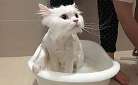 猫咪很害怕洗澡怎么办