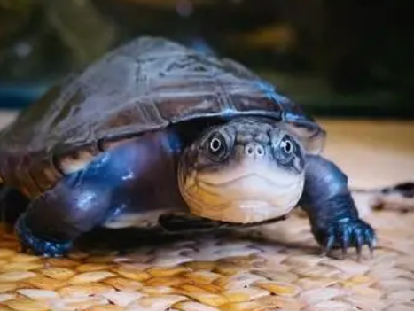 西非龟公母怎么看 西非龟公母怎么看