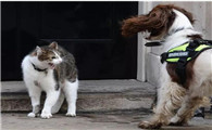 猫为什么不配警犬粮啊