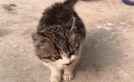 猫咪害怕跺脚是为什么原因