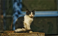 流浪猫伤人投喂者有责任吗