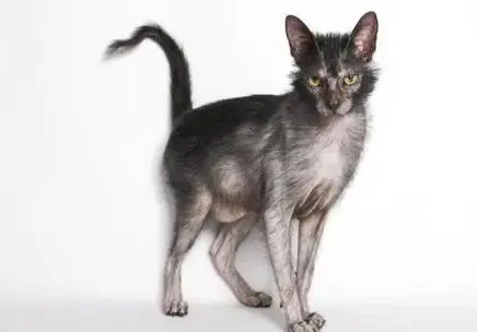 狼猫长什么样子 狼猫长什么样子
