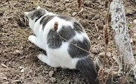 为什么猫咪拉屎会刨坑埋